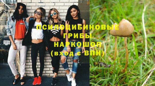 трава Белокуриха